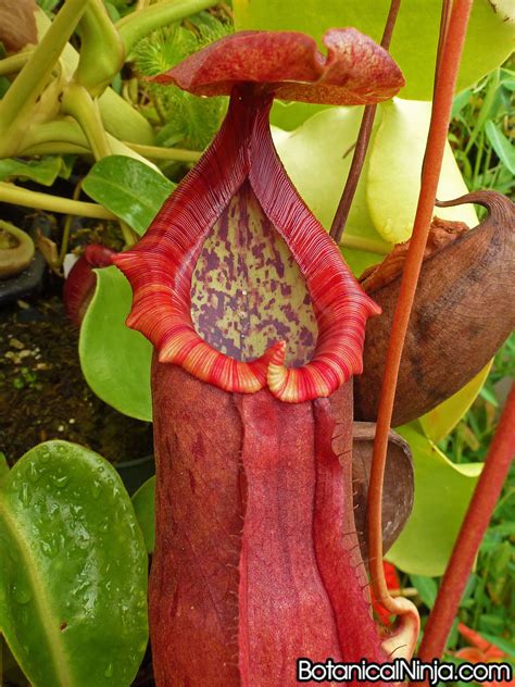 Nepenthes Tropical Pitcher Plant | Carnivorous plants, Strange flowers ...