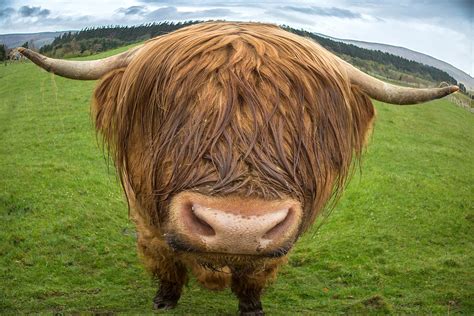 Highland cow up close and personal - Jim Zuckerman photography & photo ...
