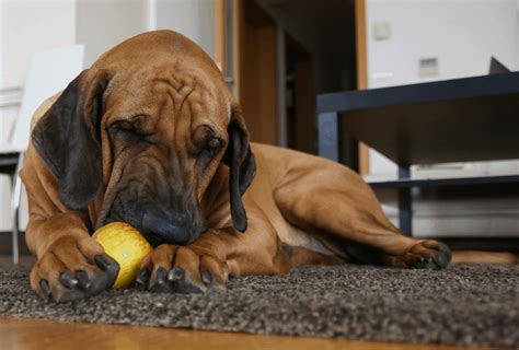 Can Dogs Eat Applesauce? Risks & Benefits | PawLeaks