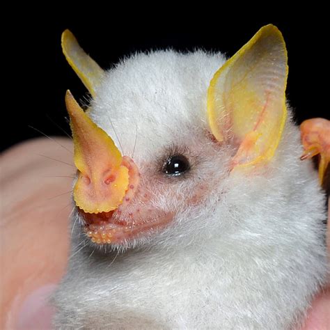 Honduran Animals