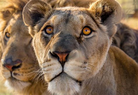 Big Cats in the Wild - FOUR PAWS Australia - Animal Welfare Charity