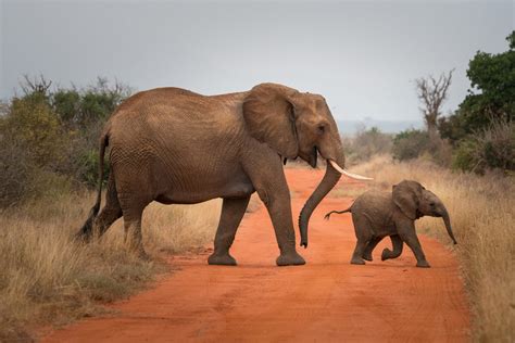 15 Peculiar Facts About Nature That Change How You See The World