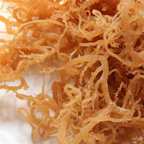 Whole Leaf Irish Sea Moss - 100% Pure Raw Natural WildCrafted Superfood ...