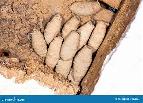 Nest Of Mud Sceliphron Curvatum, Also Known As The Asian Mud-dauber ...