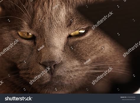 2,659 Cat Squinting Eyes Images, Stock Photos & Vectors | Shutterstock