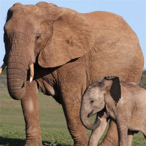 Newborn Elephant Weight