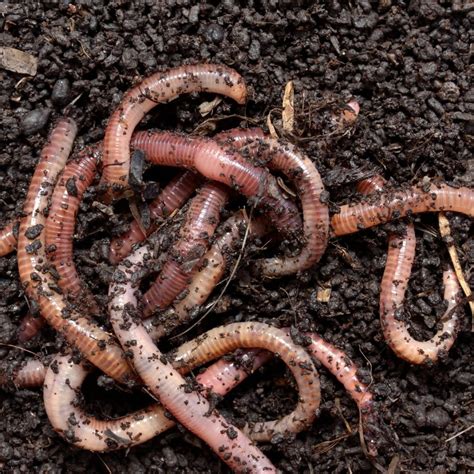 What Do Earthworms Eat?