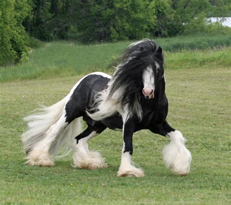 10+ of the World's Most Beautiful Draft Horse Breeds and Heavy Horses ...