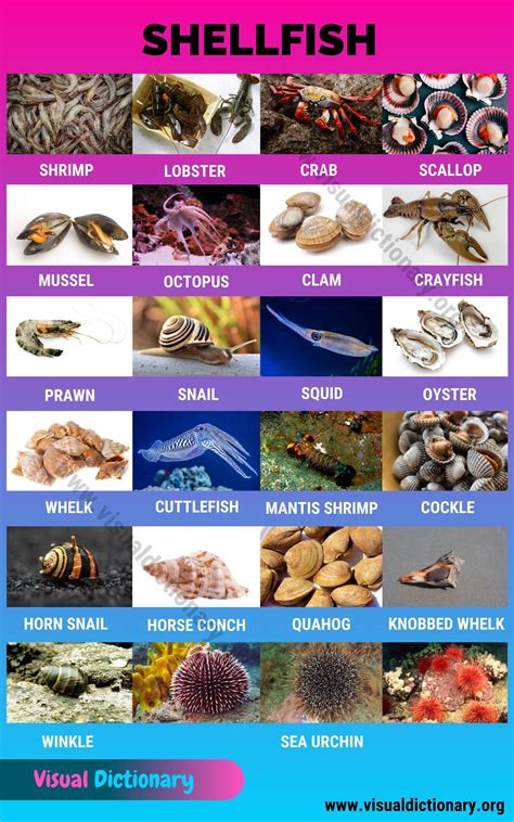 Shellfish: 23 Popular Types of Shellfish All Over the World - Visual ...