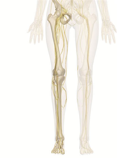 The Nerves of the Leg and Foot: 3D Anatomy Model