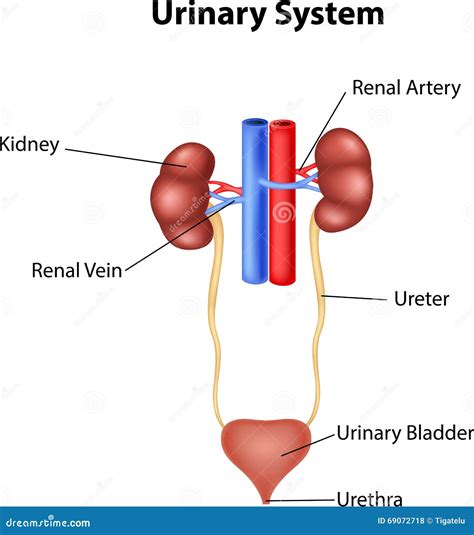 Cartoon Illustration of Urinary System Anatomy Stock Vector - Illustration of mesh, healthy ...
