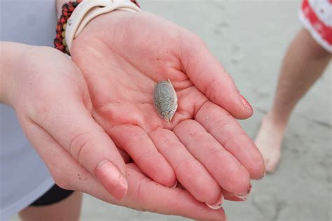 Creature Feature: Get to Know the Atlantic Mole Crab