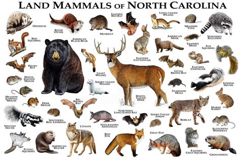 Mammals of North Carolina Poster Print / North Carolina | Etsy