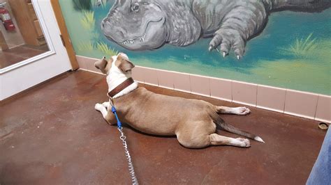 DADE CITY ANIMAL CLINIC - Dade City FL - Hours, Directions, Reviews ...