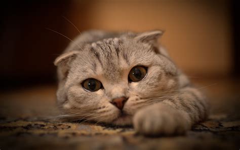 Wallpaper Of Cats at Trevor Richardson blog