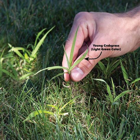 How to Get Rid of Crabgrass: A Step-by-Step Guide | Reader's Digest