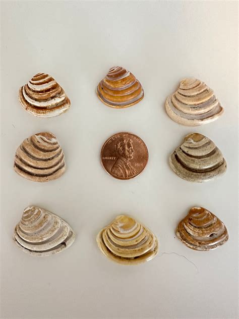 Pawleys Island Shells | Imperial Venus Clam | 1 Piece | Shells to ...