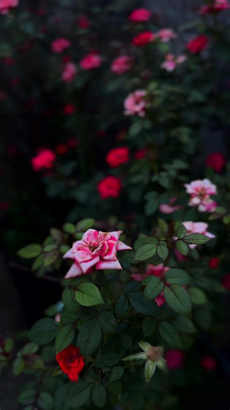 Pron Video Videos, Download The BEST Free 4k Stock Video Footage & Pron ...