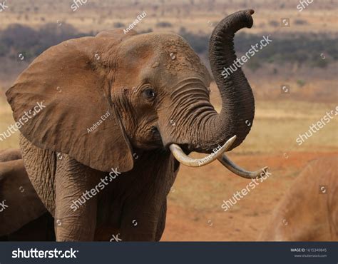 20,839 Elephant Trunk Close Images, Stock Photos & Vectors | Shutterstock