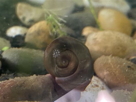 Snail Laying Eggs Love When They Lay Eggs Right In Viewing Range