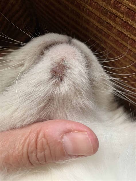 What Are Those Black Dots On My Cat's Chin? Cat Chin Acne Blackheads