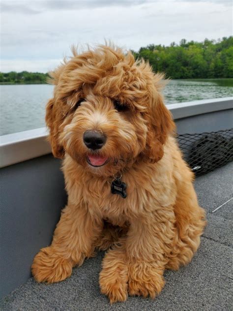 Mini Goldendoodle, F1b & F1bb | Golden Point Puppies