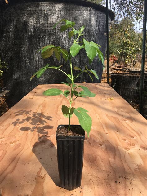 Blue elderberry plant Sambucus cerulea caerulea 1 gallon container ...