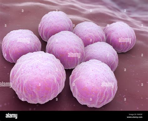 Chlamydia trachomatis hi-res stock photography and images - Alamy