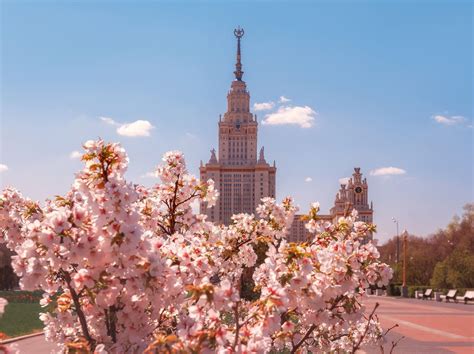 Когда цветут тюльпаны, маки, сакура, лаванда 💥: сезон цветения в России ...