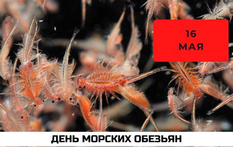 День морской обезьяны 16 мая: история праздника, как отмечать