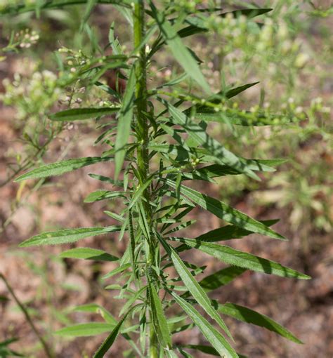 Conyza canadensis (Horseweed)