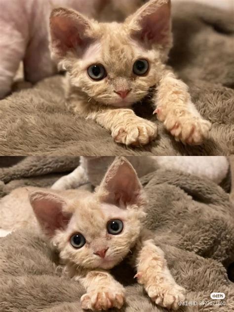 Adorable Devon Rex Cat in a Sweater