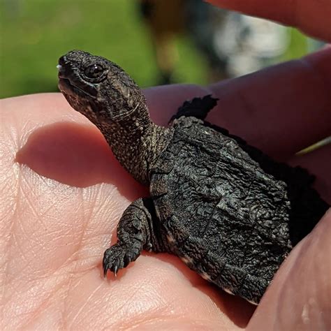 Snapping Turtle Laying Eggs