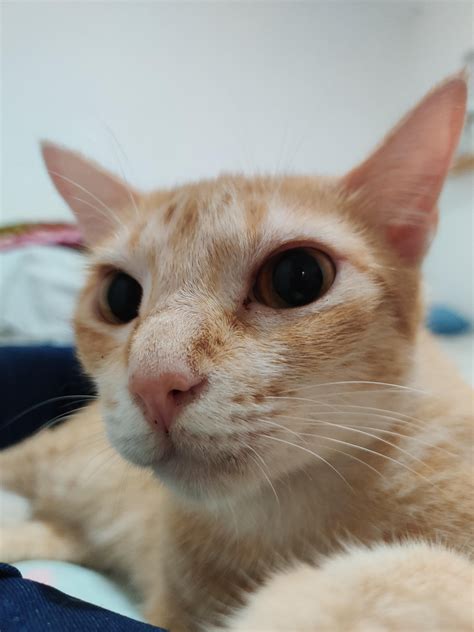 What kind of cat is this??? I have never seen one roaming around like this : r/cats