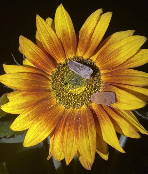 Moths enjoying a nighttime nectar feast. Summer 2022 [OC] : r/gardening