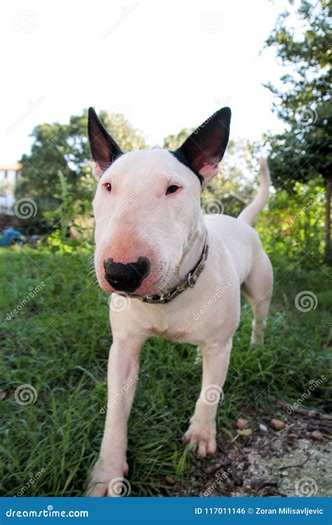 English Bull Terrier White Dog in Garden Outdoor, a Beautiful Natural ...