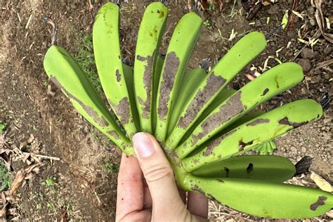 Pests, diseases & disorders – Better Bananas