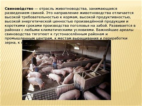 Разведение свиней в домашних условиях: содержание и кормление