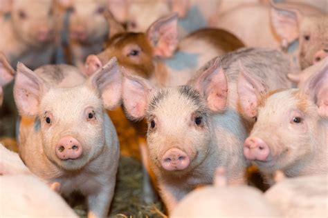 Zinc Poultry Diets at Danica Jones blog