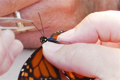 New Butterfly Tracker Made in Cape May Brings Hope for a Monarch Recovery