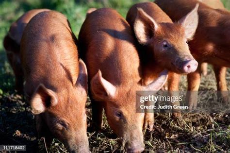61 Tamworth Pig Stock Photos, High-Res Pictures, and Images - Getty Images