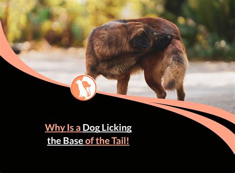 Should I Let My Dog Lick My Private | Detroit Chinatown