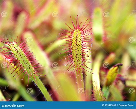 Closeup Sundew Carnivorous Plant ,Drosera Anglica ,insectivorous Plants ...
