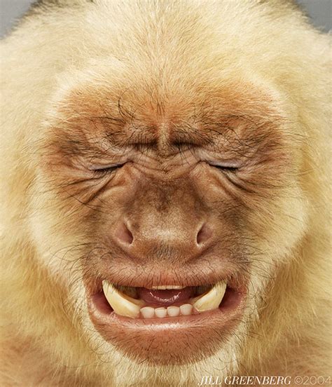 Disgusted Faces Monkey