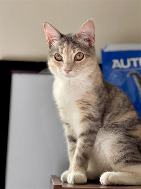 Dilute Calico Tabby Cat