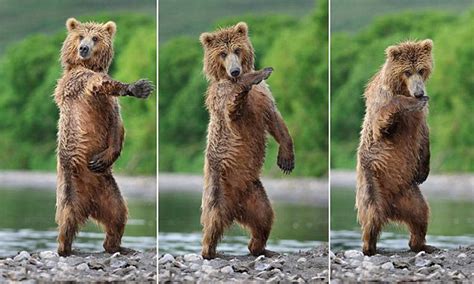 Grizzly Bear Dance