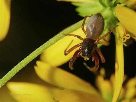 Broad-faced Sac Spider (Trachelas tranquillus): Facts, Identification ...