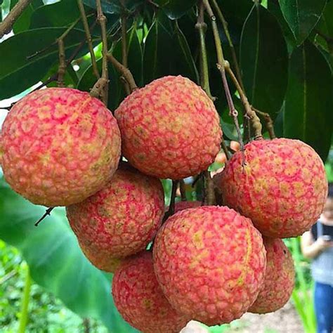Lychee Tropical Plant , Exotic EDIBLE Tree Fruit Tree Litchi Seedling Plant ( Cây Vải ) 4" to 6 ...