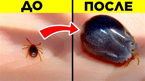 Самые опасные насекомые в мире: рейтинг с фотографиями и подробным ...