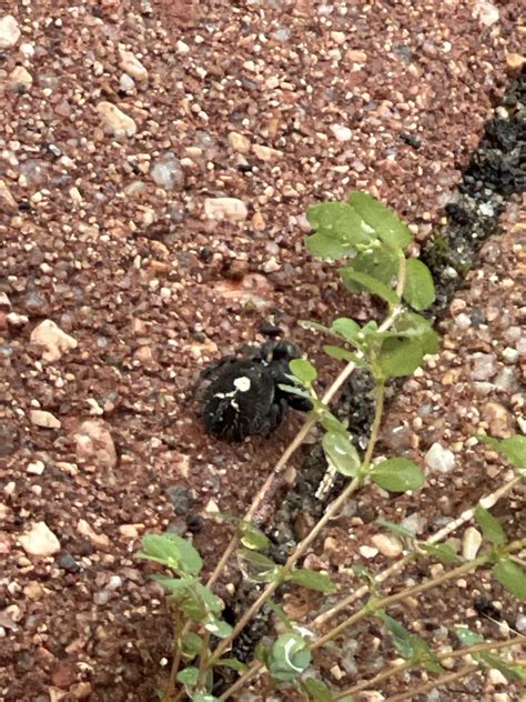 Anyone know what this is ? It was an arachnid with small pincers. : r/whatsthisbug